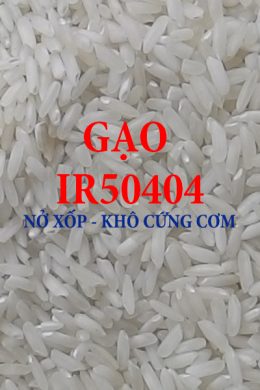 Gạo 504 , gạo giá rẻ dùng đổ bánh bèo - xèo - bún