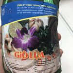 GIÒ LỤA CƯỜNG THỊNH LOẠI 2